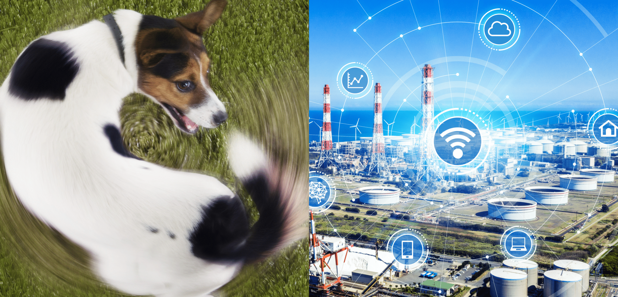 Dog chasing his tail to represent struggles with network loop topology